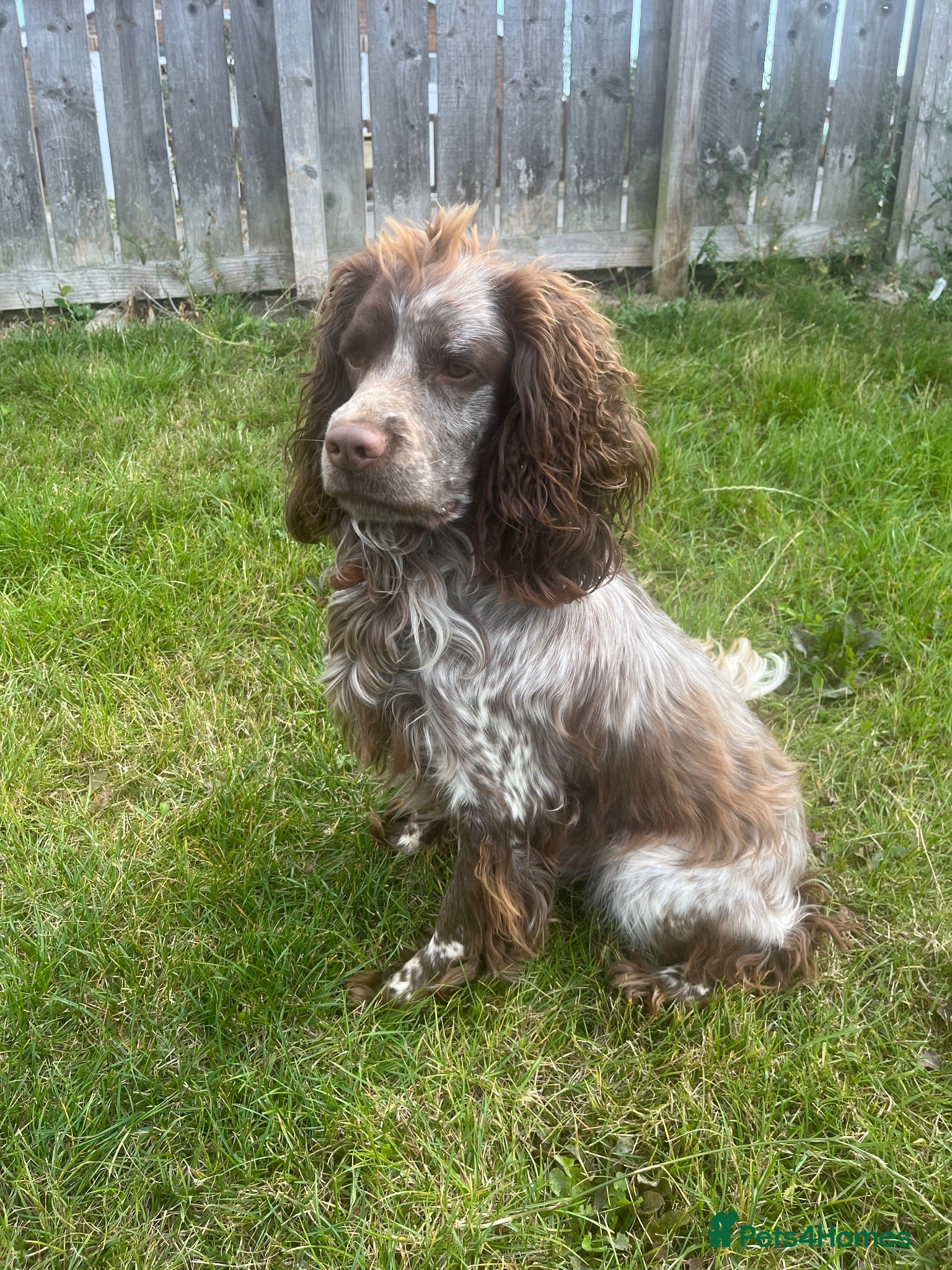 Cocker Spaniel dogs Chocolate roan cocker spaniel for stud - Advert 1