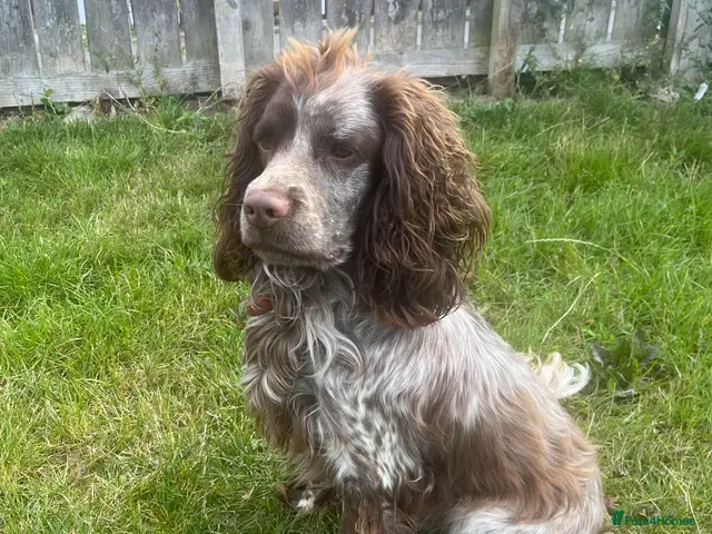 Cocker Spaniel dogs for stud: Chocolate roan cocker spaniel for stud - Advert 2