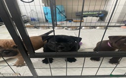 Mixed Breed dogs for sale: Pocket bully cross Chow Chow puppies for sale - Image 32