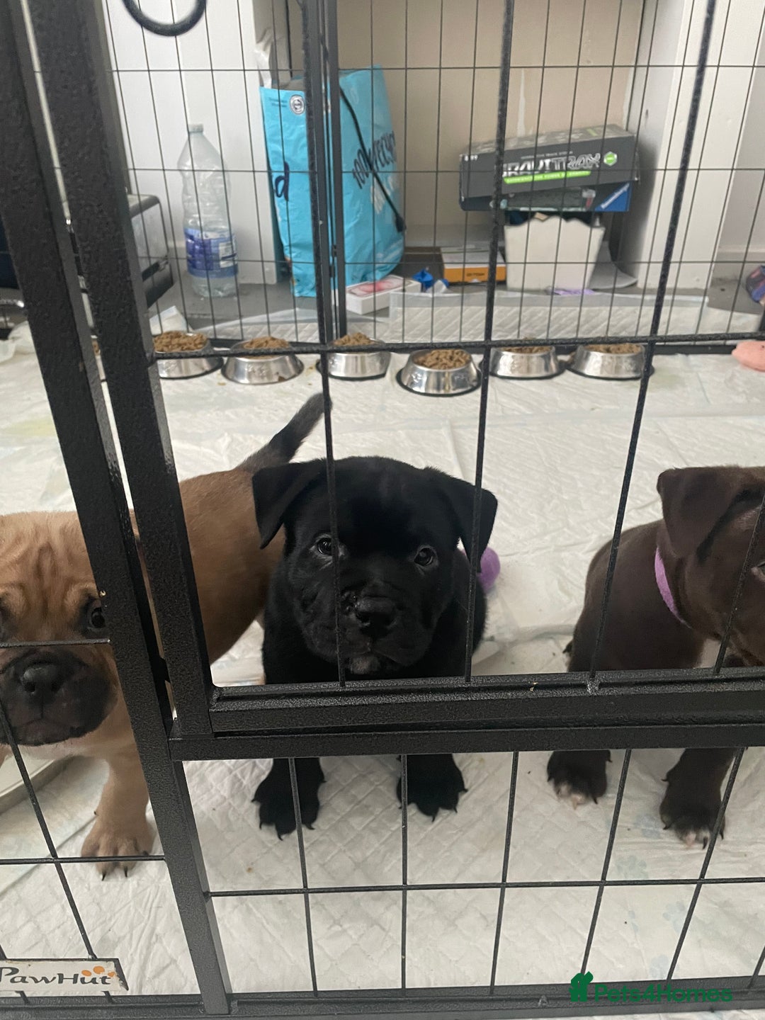 Mixed Breed dogs for sale: Pocket bully cross Chow Chow puppies for sale - Image 32