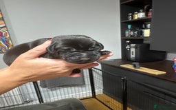 Labrador Retriever dogs for sale: Stunning litter of Labrador puppies - Image 7