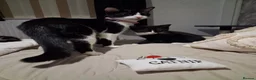 Mixed Breed cats for sale: 2 adorable kittens in Darwen - Advert 2
