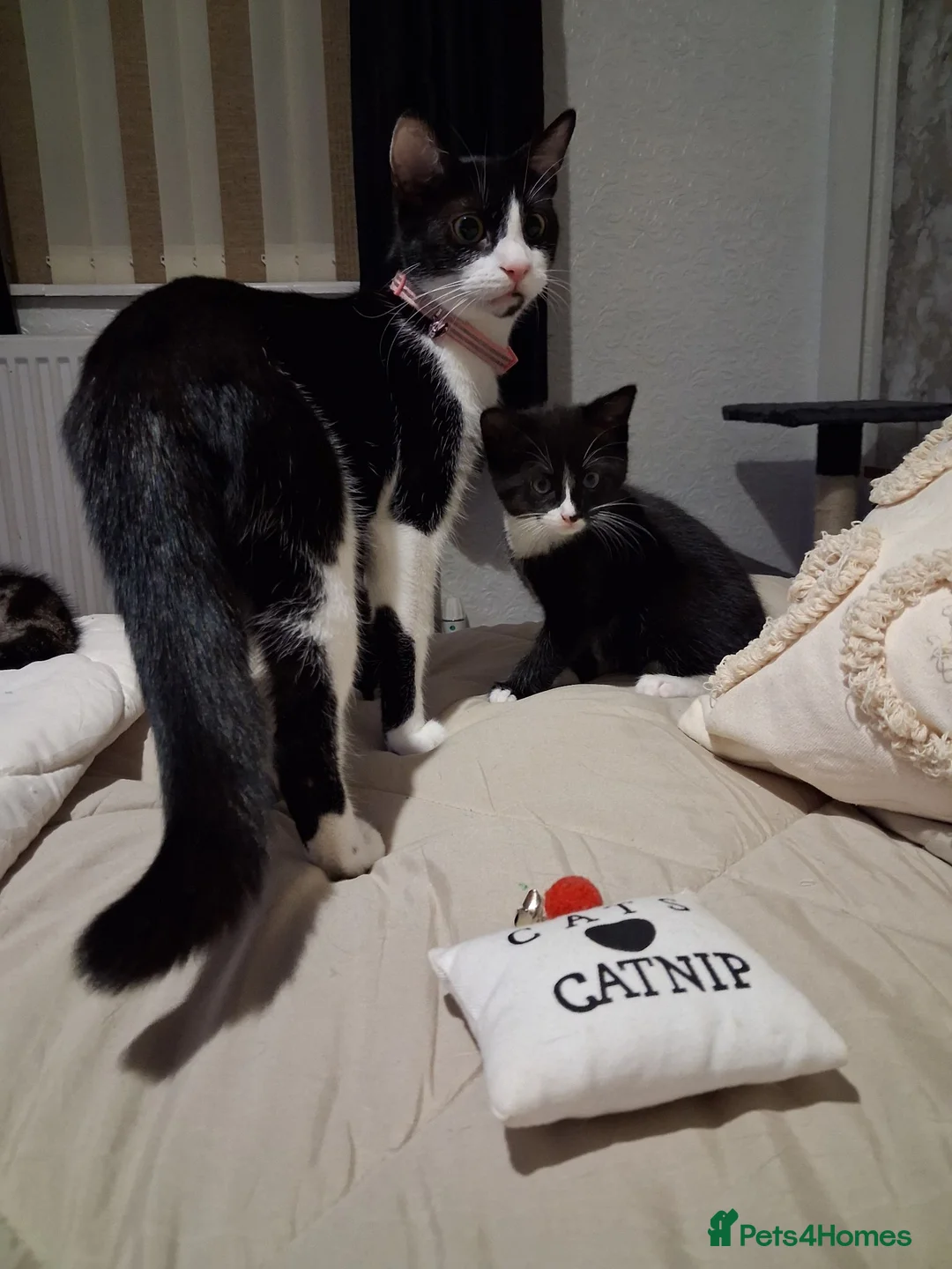 Mixed Breed cats for sale: 2 adorable kittens in Darwen - Advert 2