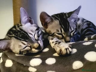 Bengal cats Beautiful Silver Bengal kittens - Advert 1