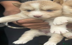 Pomsky dogs for sale: Stunning F4 Pomskies - Image 18