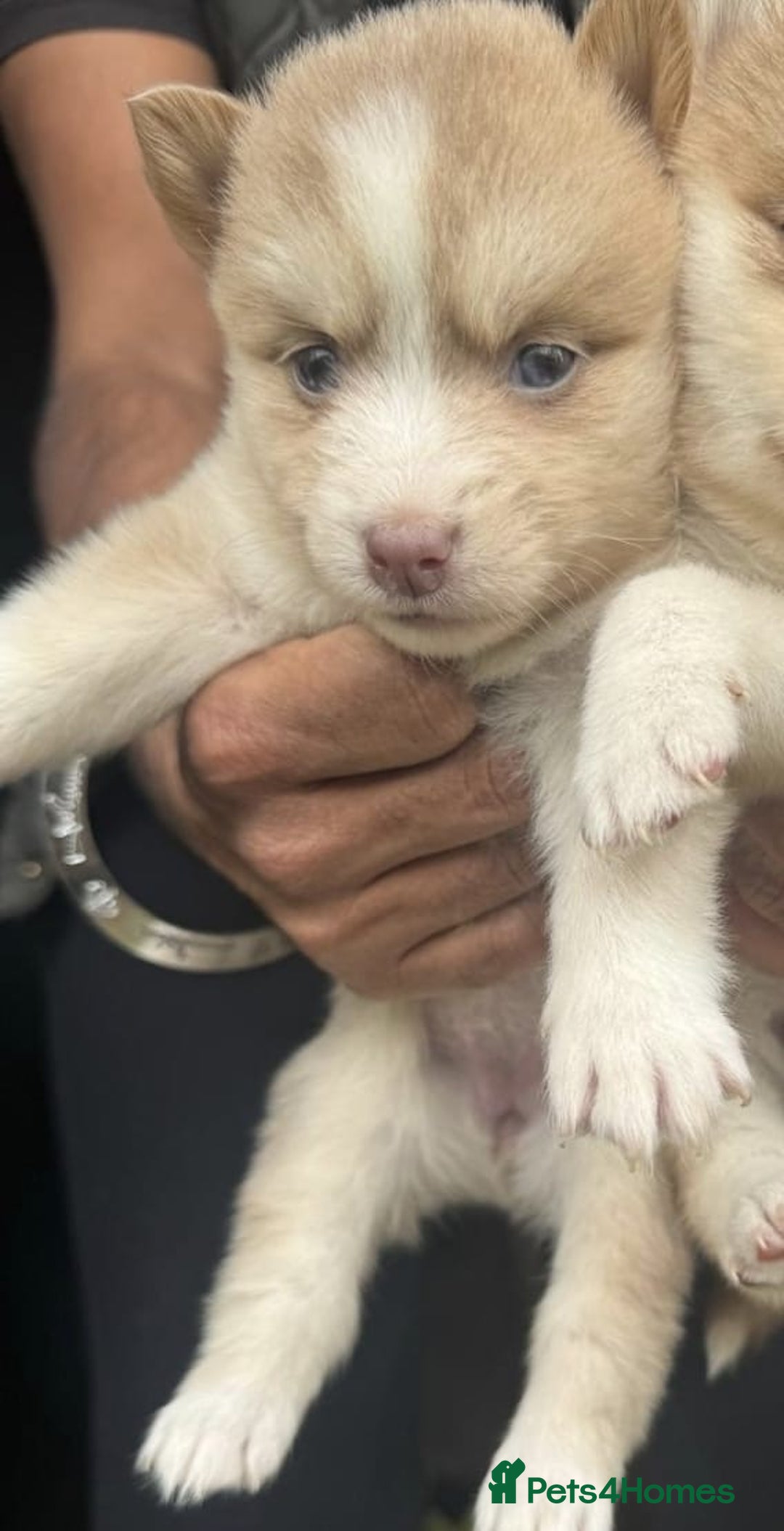 Pomsky dogs for sale: Stunning F4 Pomskies - Image 18