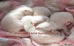 Ragdoll cats for sale: 🌸 Ragdoll Kittens | Home-Bred with Love 🌸 - Image 2