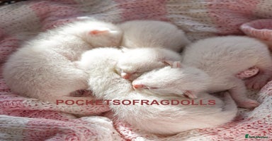 Ragdoll cats - Advert 2