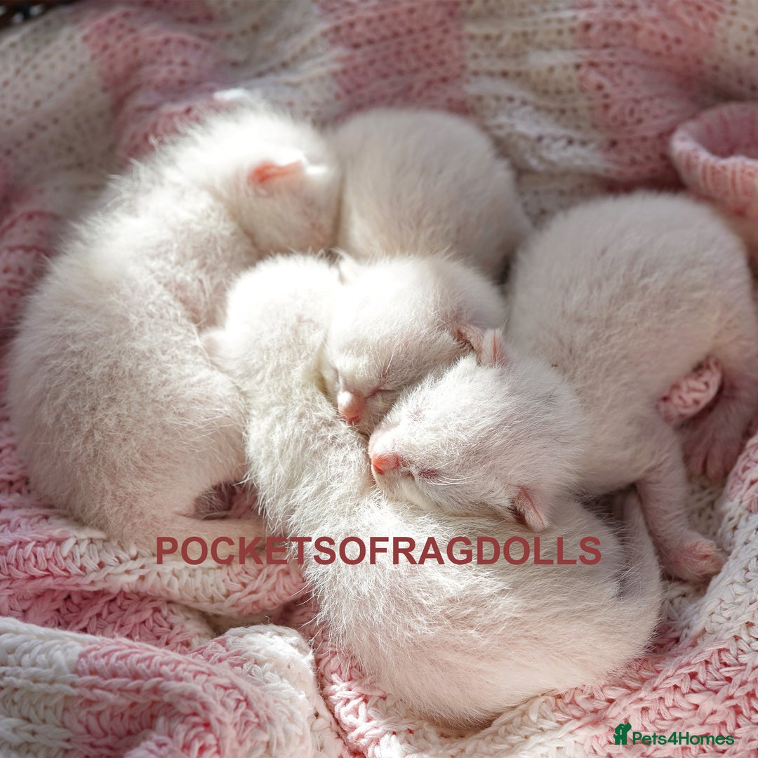 Ragdoll cats for sale: 🌸 Ragdoll Kittens | Home-Bred with Love 🌸 - Image 2