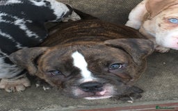 American Bully dogs for sale: Micro Merle bullys - Image 6