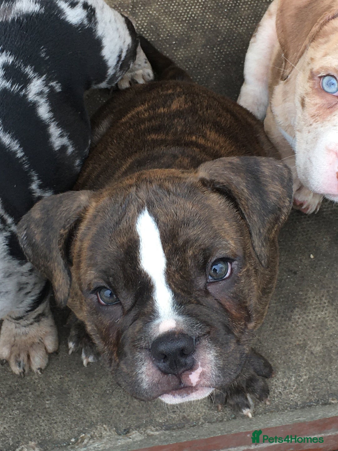 American Bully dogs for sale: Micro Merle bullys - Image 6