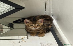 Bengal cats for sale: Marble bengal boy and bengal girl - Image 7