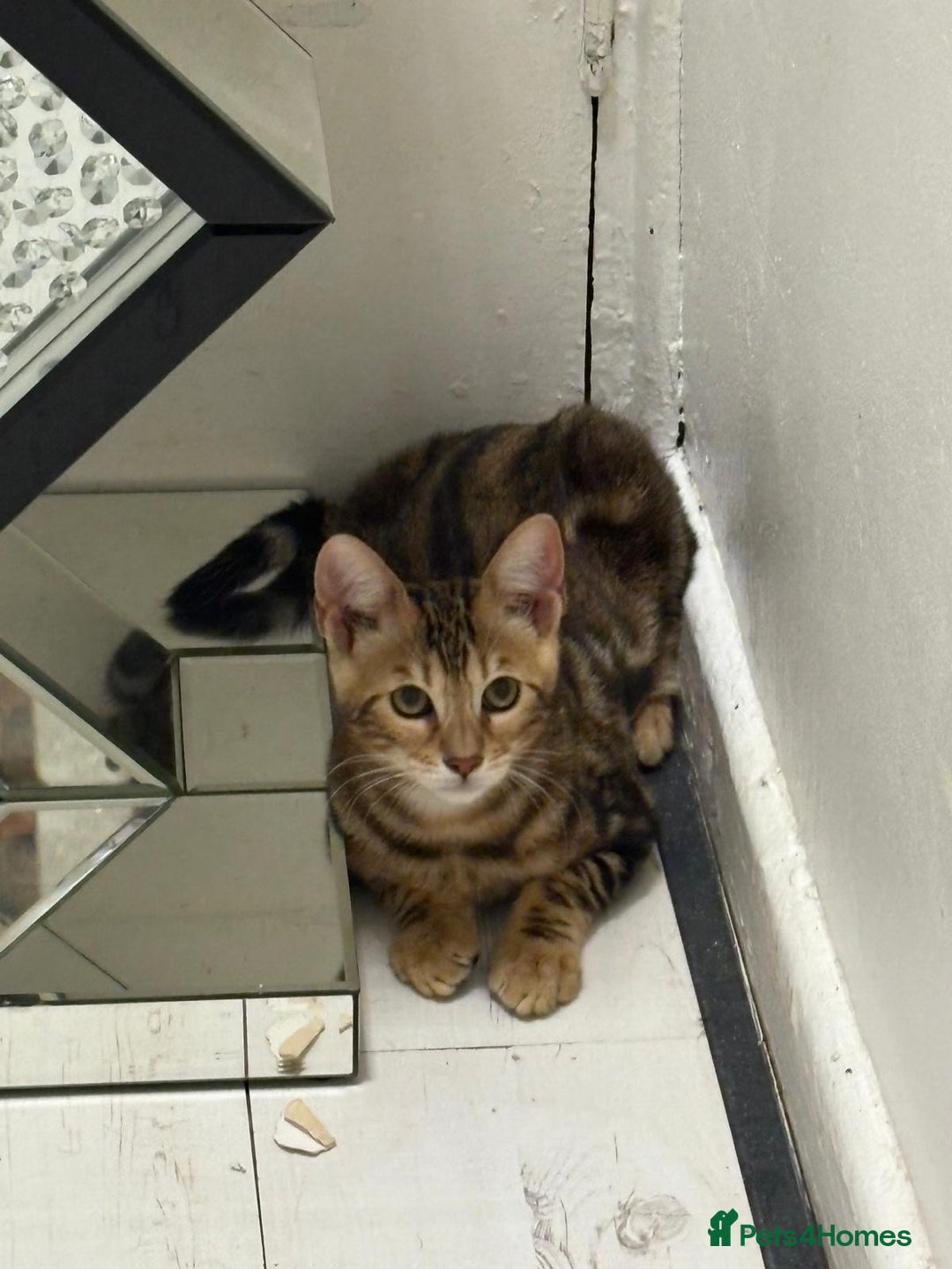 Bengal cats for sale: Marble bengal boy and bengal girl - Image 7