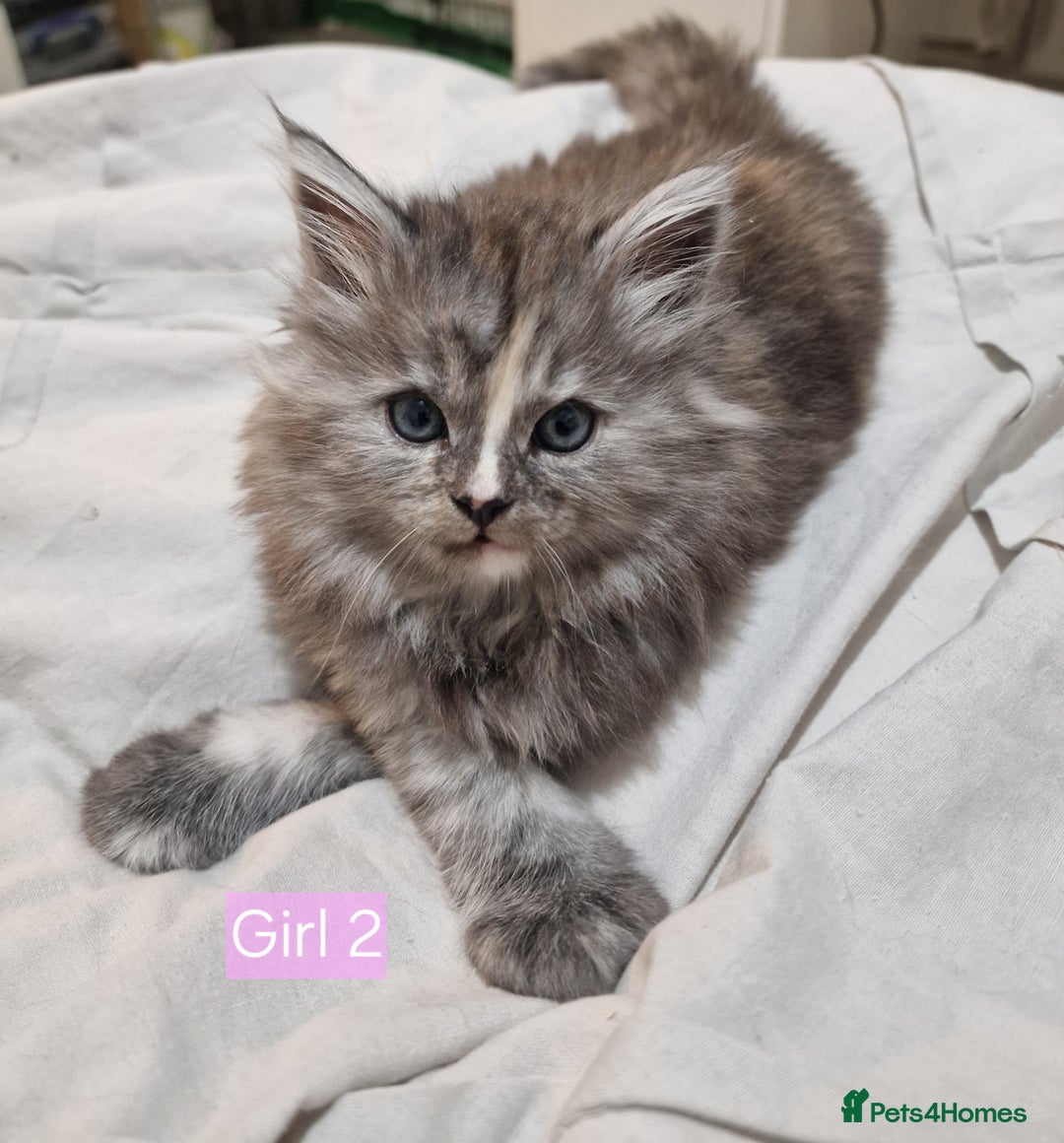 Maine Coon cats for sale: 4 mainecoon kittens looking for home in Bury - Advert 27