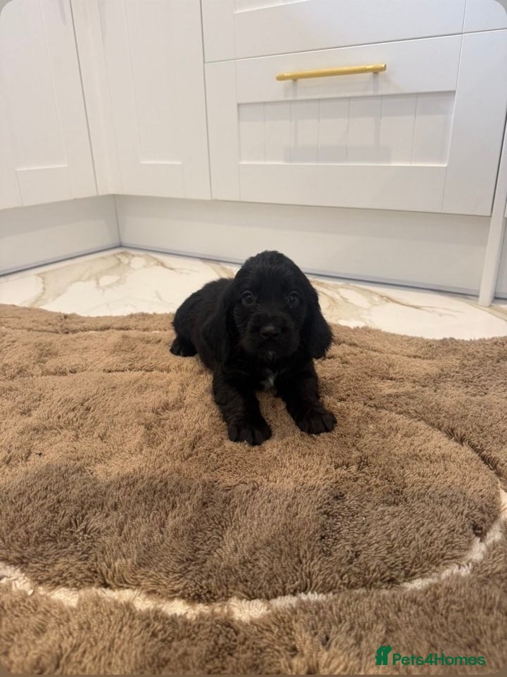 Cocker Spaniel dogs for sale: Cocker spaniel show type puppies  - Advert 15
