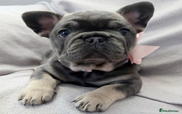 French Bulldog dogs for sale: 💖registered champion bloodline french bulldogs💖 - Image 4