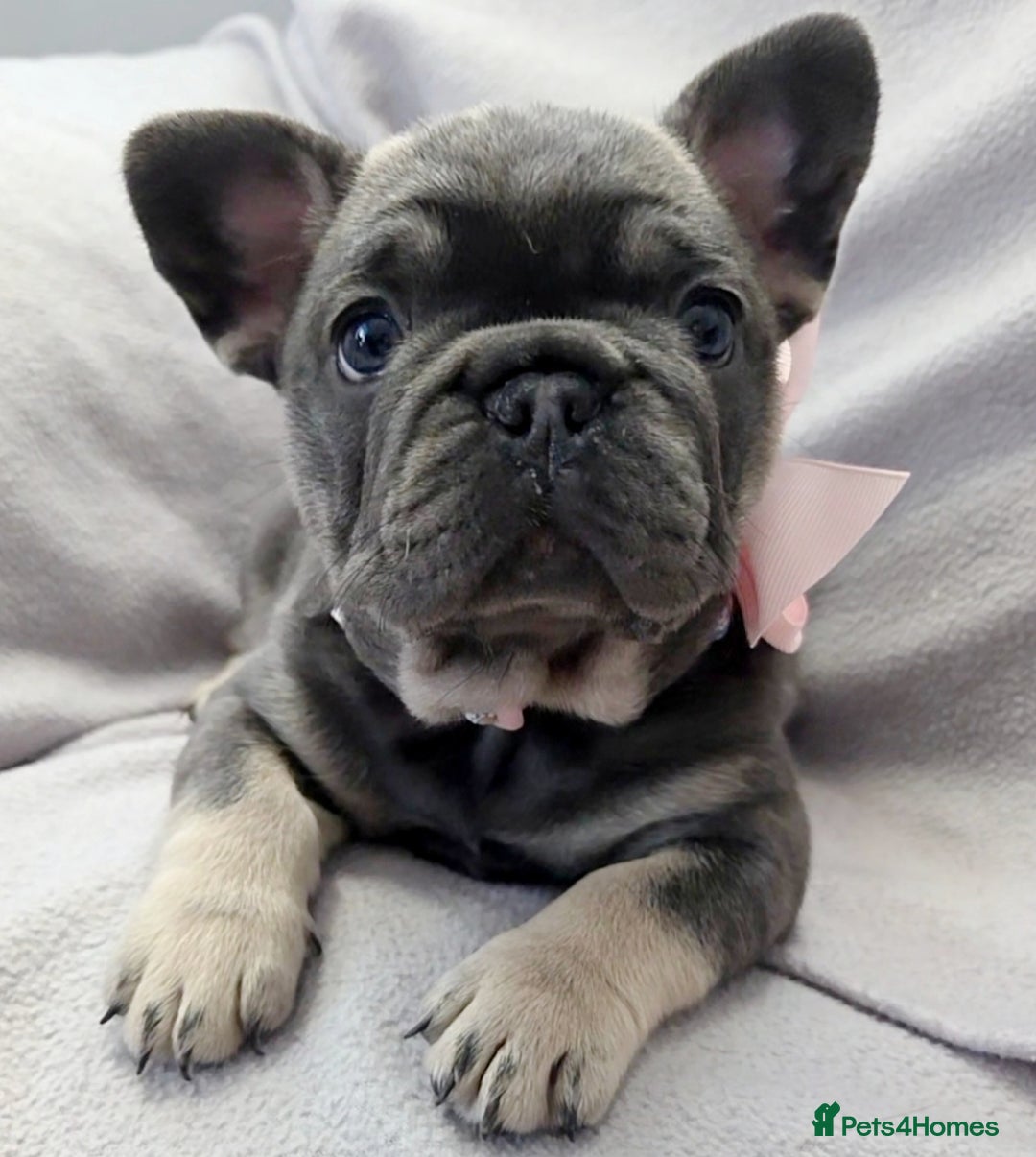 French Bulldog dogs for sale: 💖registered champion bloodline french bulldogs💖 - Image 4