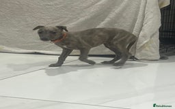 Whippet dogs for sale: 9 weeksold blue whippets ready to leave  - Image 8