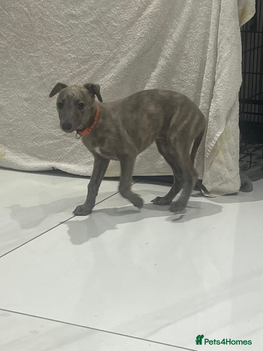 Whippet dogs for sale: 9 weeksold blue whippets ready to leave  - Image 8