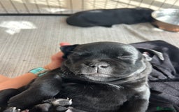 Staffordshire Bull Terrier dogs for sale: Gorgeous Black Boy available from this litter!  - Image 16