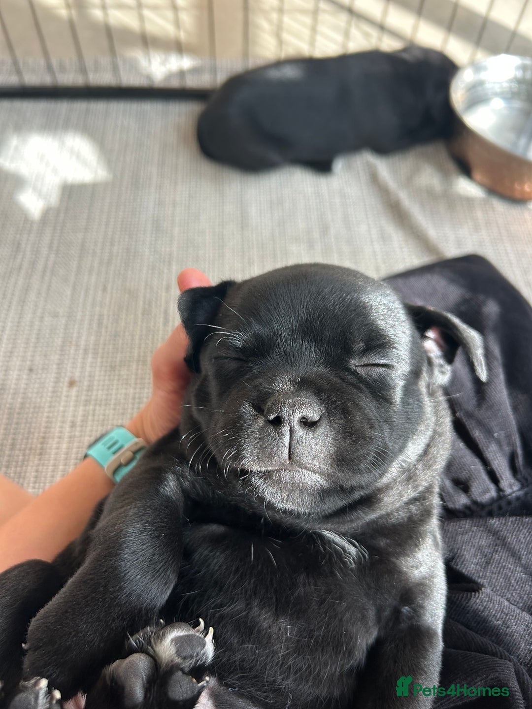 Staffordshire Bull Terrier dogs for sale: Gorgeous Black Boy available from this litter!  - Image 16
