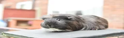 Guinea Pig rodents for sale: Guinea Pigs Looking For New Homes - Advert 3