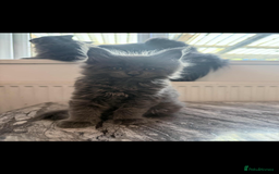 Maine Coon cats for sale: Maincoon kittens  - Image 1