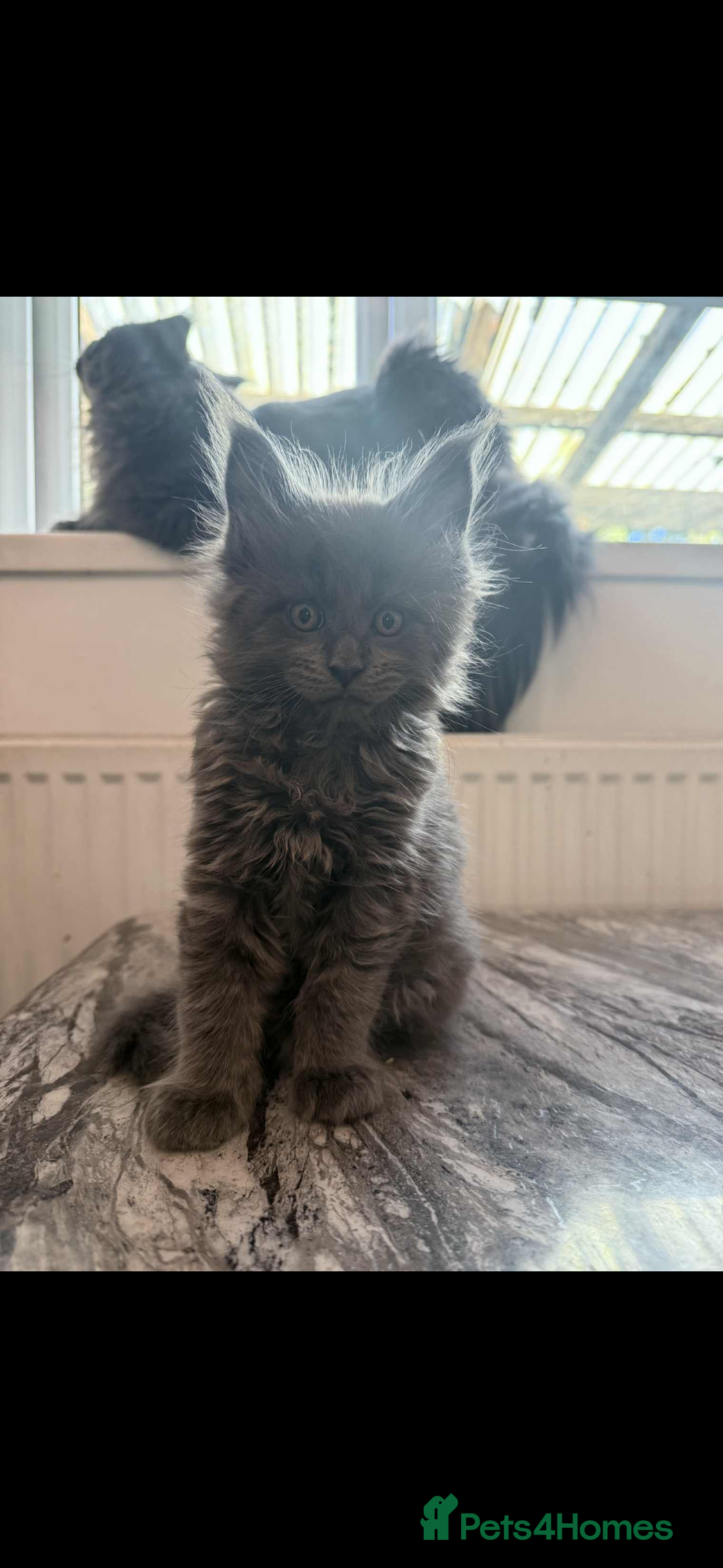 Maine Coon cats for sale: Maincoon kittens  - Image 1