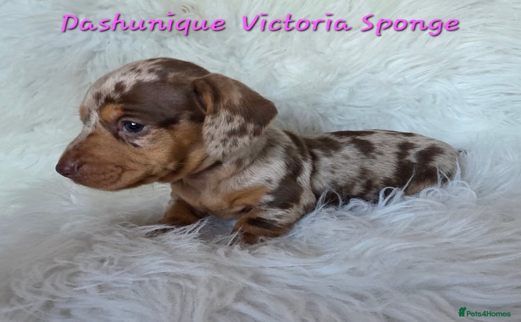 Miniature Dachshund dogs KC reg, gorgeous litter, pra clear.5* Licensed  - Advert 4