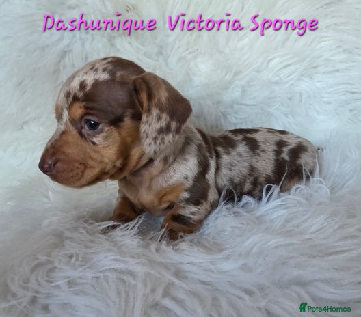 Miniature Dachshund dogs KC reg, gorgeous litter, pra clear.5* Licensed - Advert 4