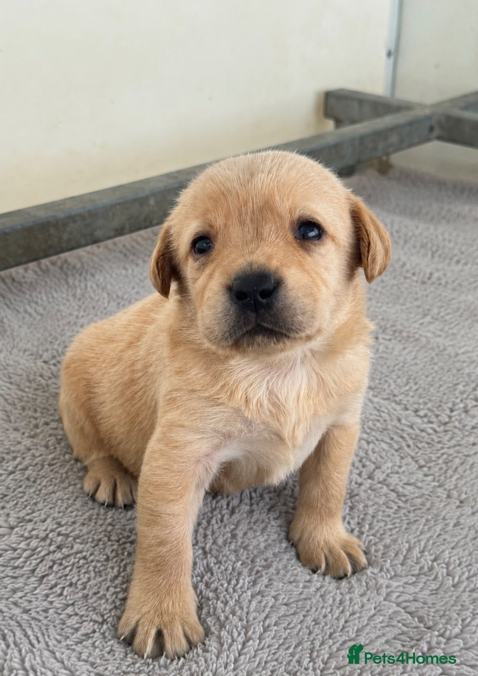 Labrador Retriever dogs KC Litter of Labradors  - Advert 2