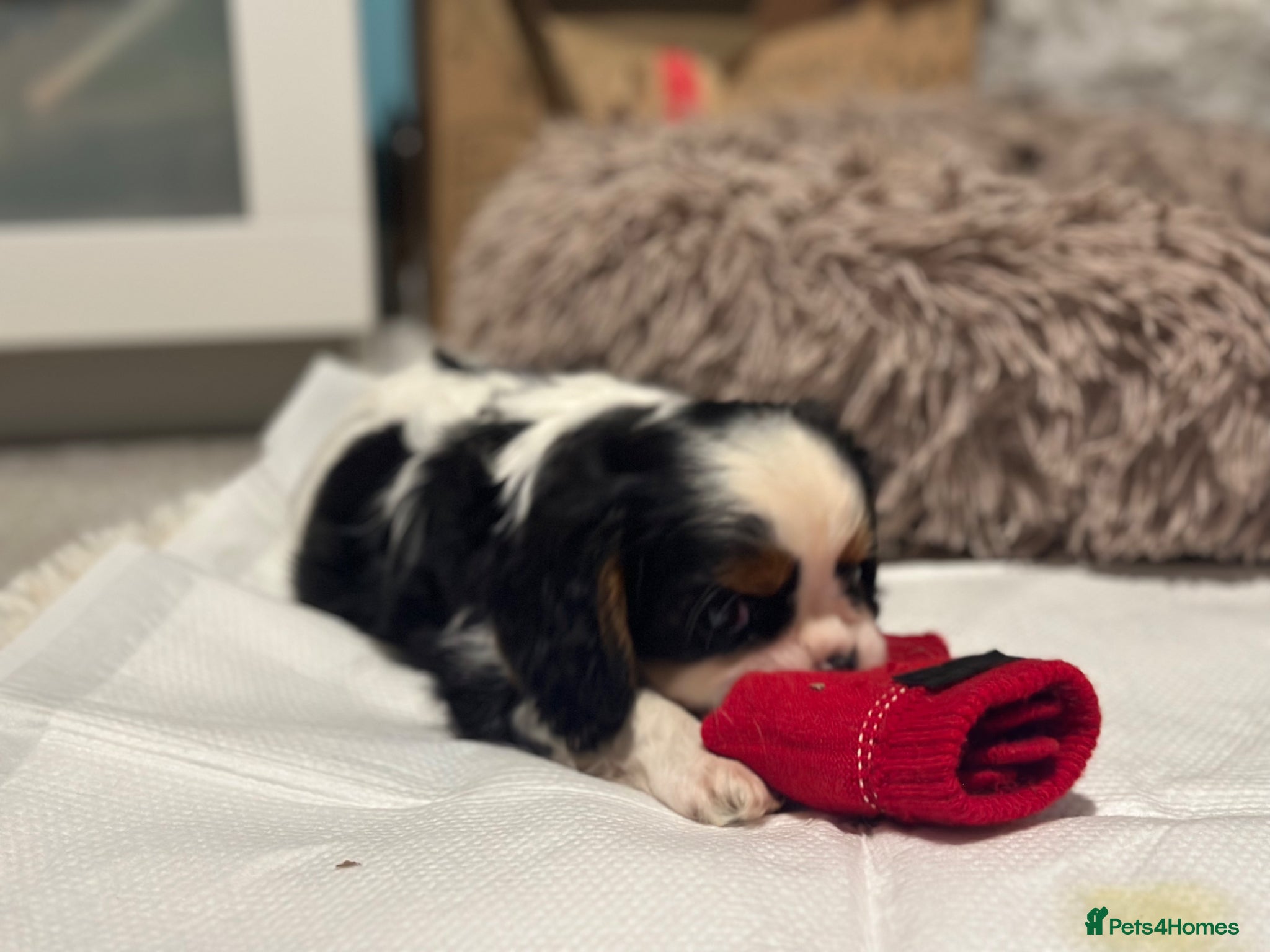 Cavalier King Charles Spaniel dogs Pure breed cavalier King Charles puppies - Advert 11