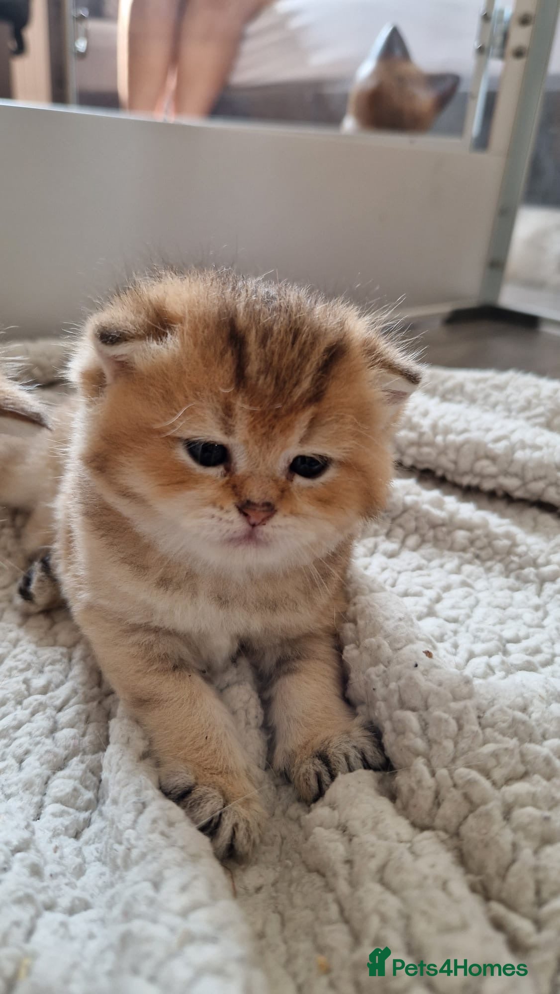British Shorthair cats Beautiful gold British shorthair  - Advert 5