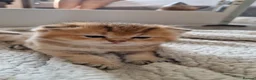 British Shorthair cats for sale: Beautiful gold British shorthair  - Advert 3