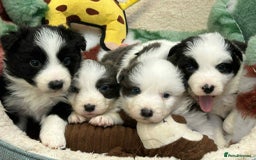 Border Collie dogs for sale: WINNING CRUFTS COMPETITORS. KC REG, HEALTH TESTED - Image 1