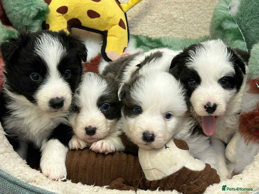 Border Collie dogs for sale: WINNING CRUFTS COMPETITORS. KC REG, HEALTH TESTED - Image 1