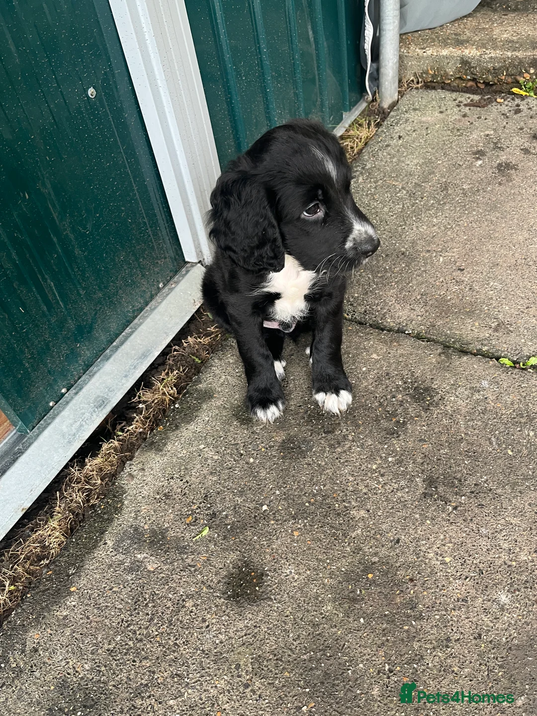 Mixed Breed dogs for sale: Little spaniel x retriever in Rochester - Advert 1