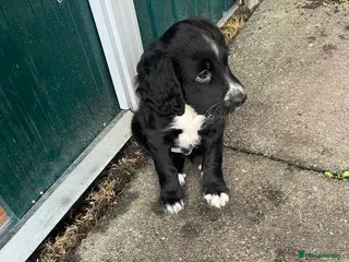 Mixed Breed dogs Little spaniel x retriever in Rochester - Advert 1