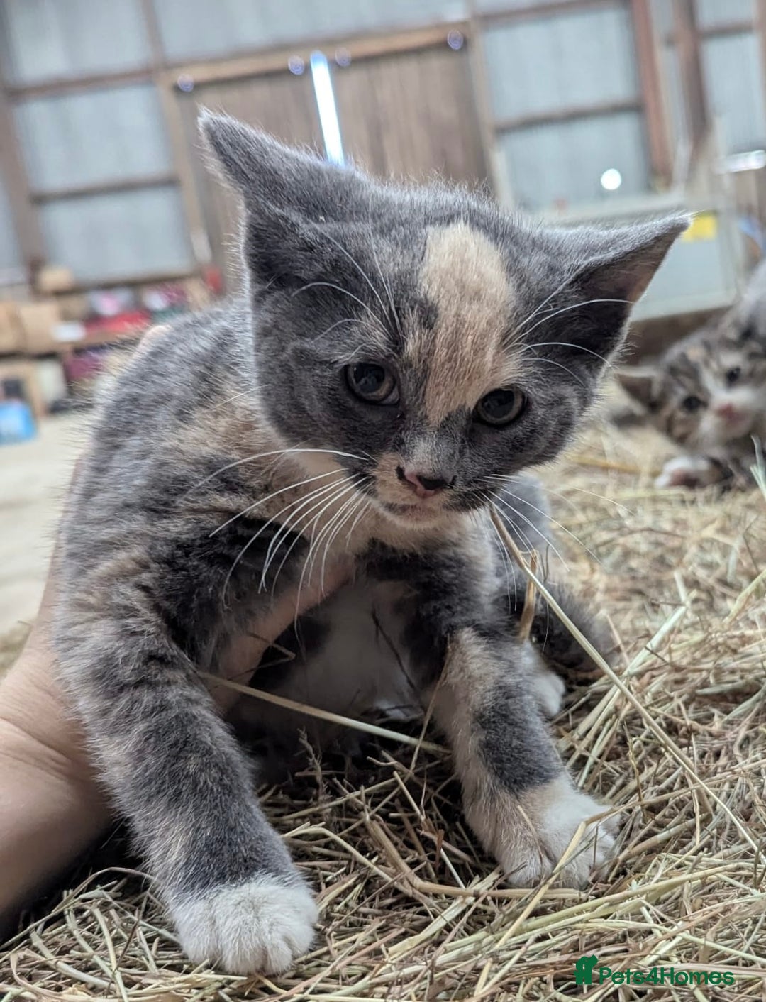 Mixed Breed cats for sale: Grey tabby kittens - Advert 3