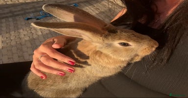 Continental Giant rabbits - Advert 15
