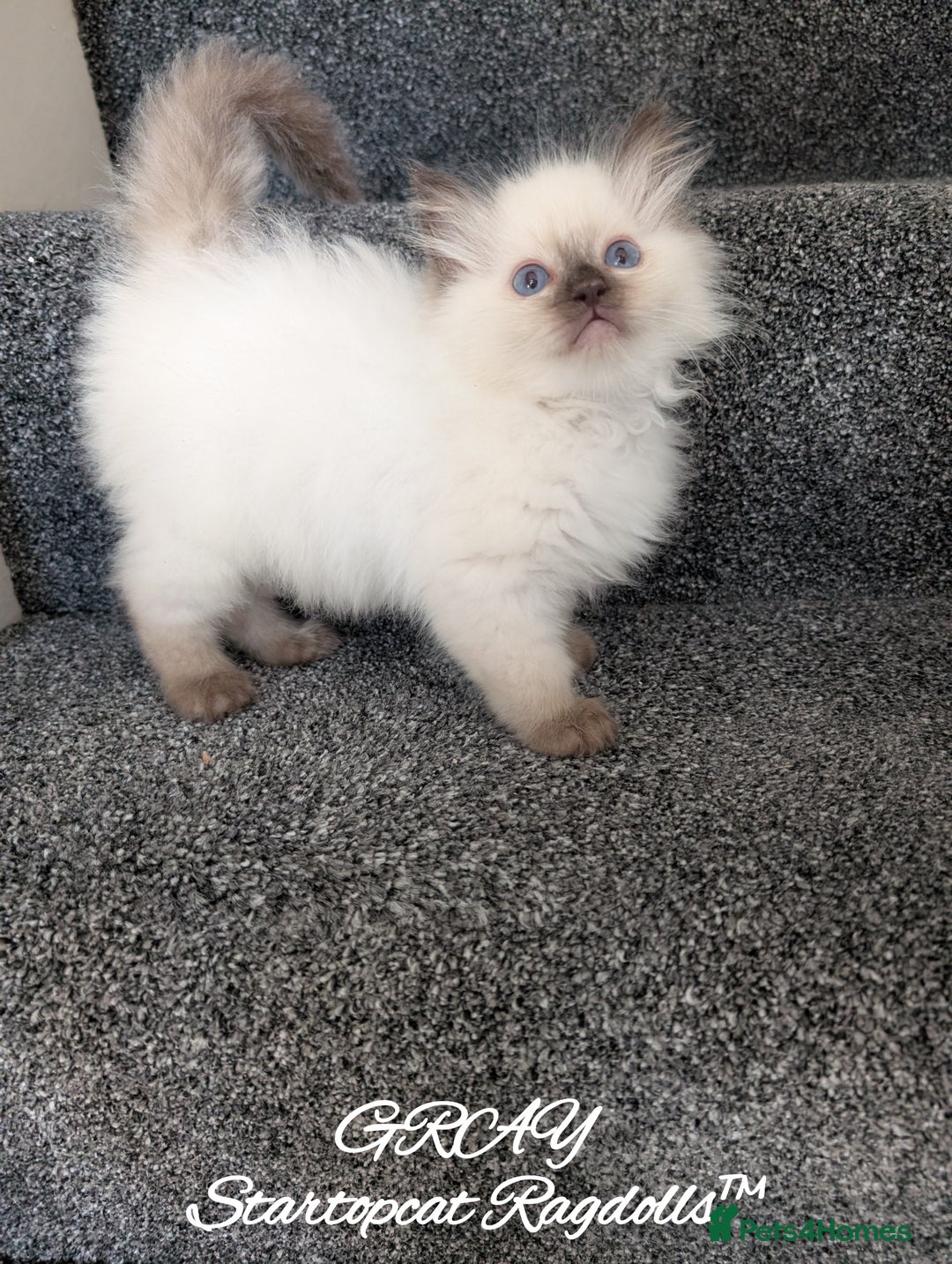Ragdoll cats for sale: GCCF Pedigree Ragdoll Kittens Champion Lines - Advert 31