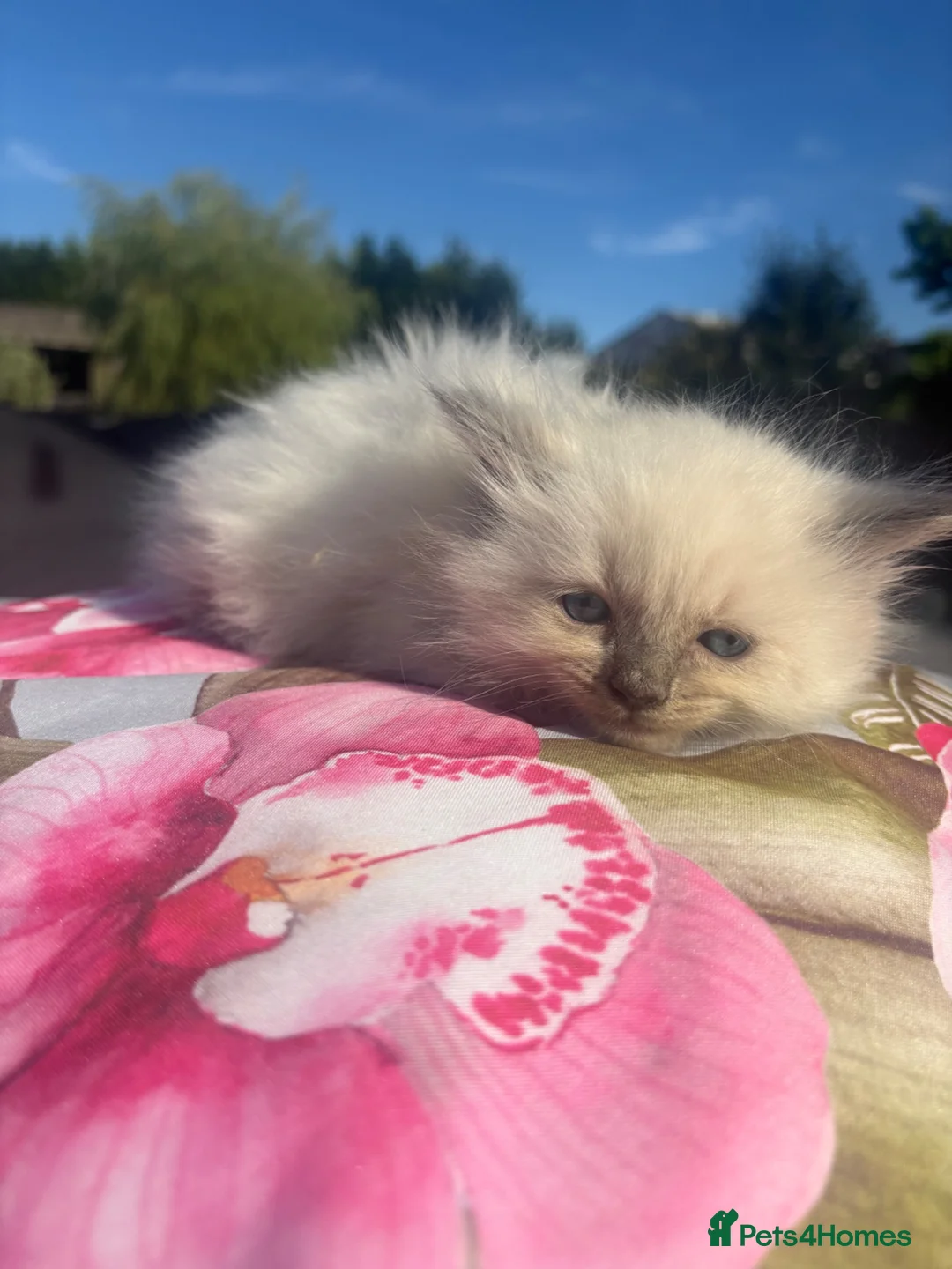 Ragdoll cats for sale: Pure ragdoll kittens  - Advert 2