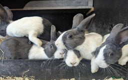 Dutch rabbits for sale: Dutch rabbits for sale  - Image 1