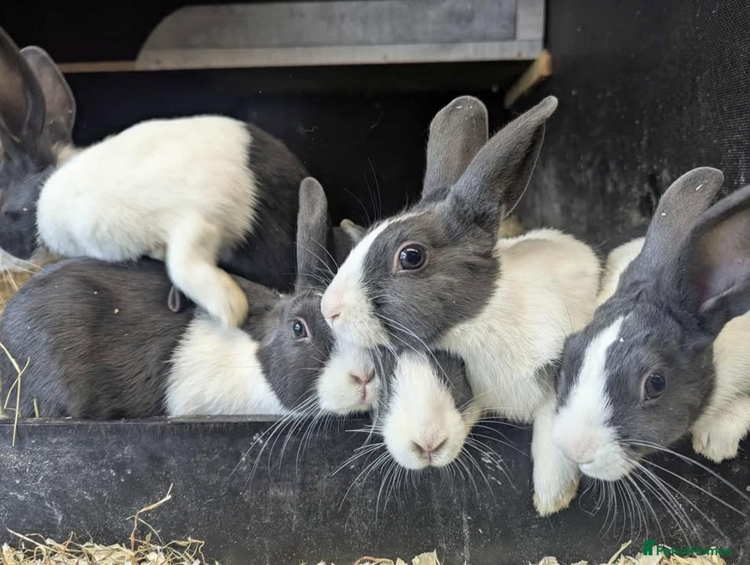Dutch rabbits for sale: Dutch rabbits for sale  - Image 1