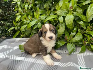 Bordoodle dogs F1 Bordoodle - extensive genetic testing clear - Advert 3