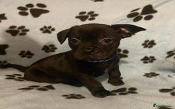Mixed Breed dogs for sale: Frenchie x chihuahua pups bullhuahua - Advert 5