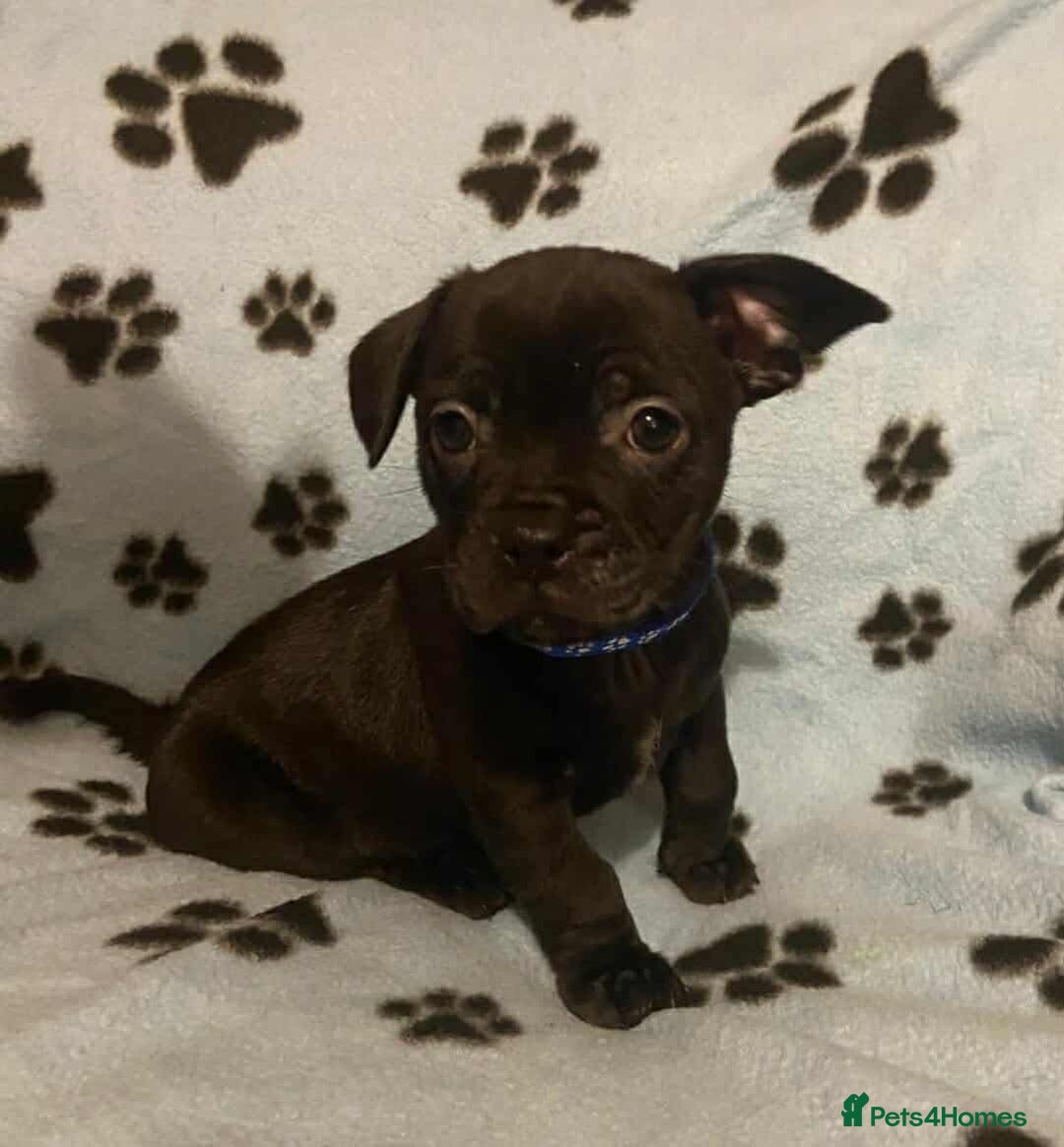 Mixed Breed dogs for sale: Frenchie x chihuahua pups bullhuahua - Advert 5