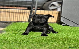 Staffordshire Bull Terrier dogs for sale: Quality Black to blue Staffordshire bull terrier - Image 23