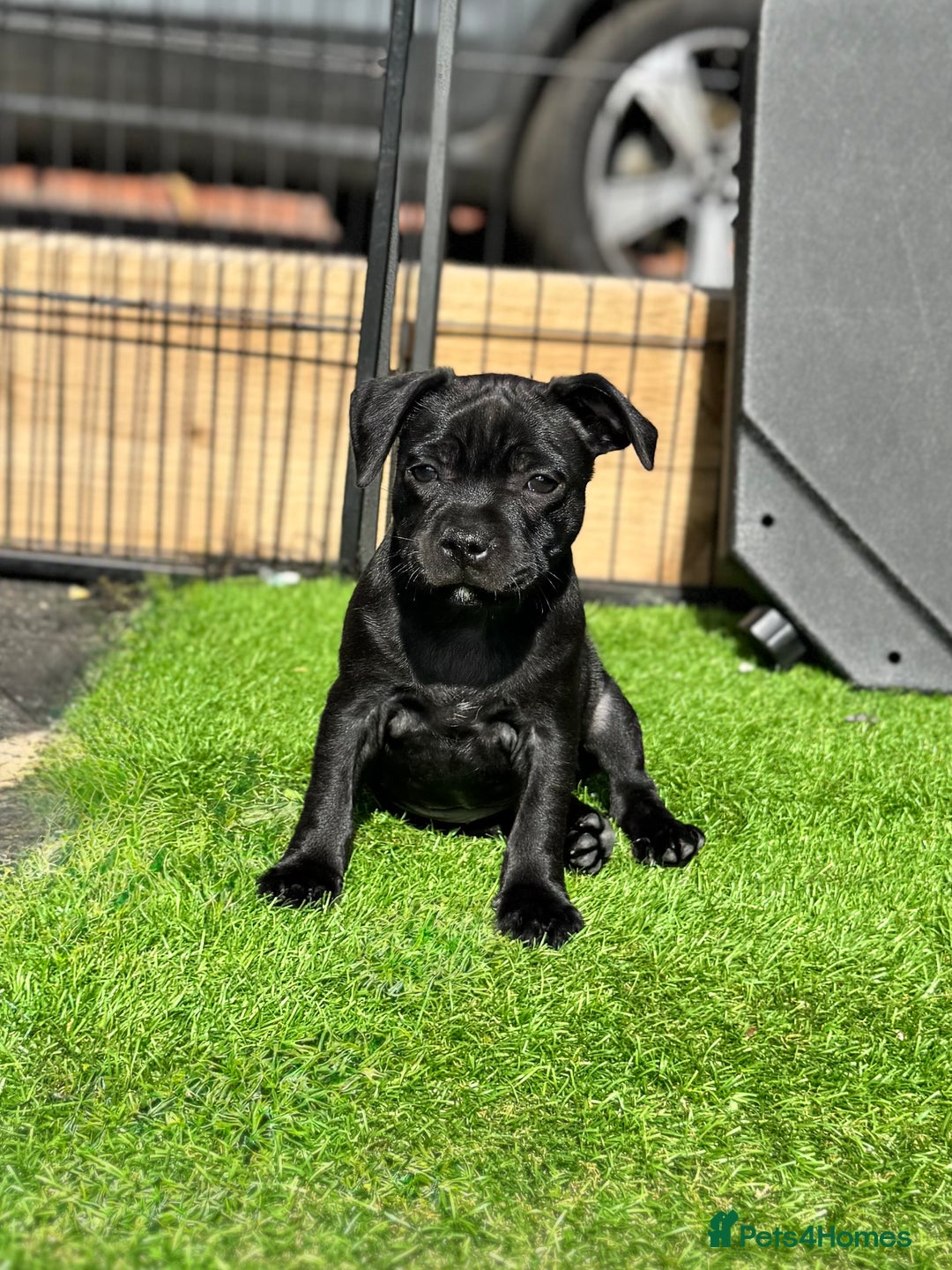Staffordshire Bull Terrier dogs for sale: Quality Black to blue Staffordshire bull terrier - Image 23