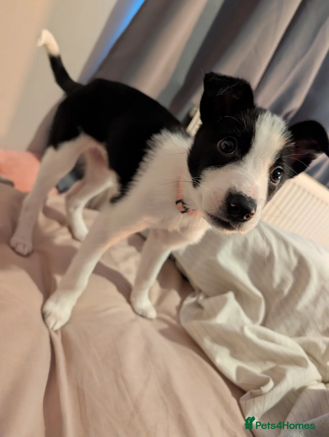 Border Collie dogs for sale: Polly & poppy.  - Advert 6